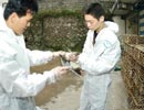檢疫人員對200多隻野鴨進行血液唾液采樣