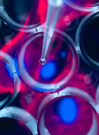 利用幹細胞有哪些神奇作用?前景如何? 利用幹細胞有哪些神奇作用?前景如何?