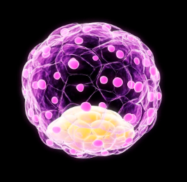 糖原核幹細胞作用及其臨床應用前景? 糖原核幹細胞作用及其臨床應用前景?