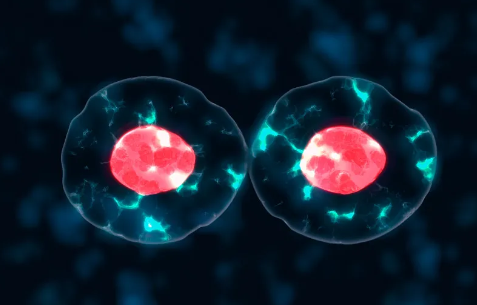 幹細胞基因克隆技術解析：應用前景如何？