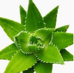 治療皮膚病的方法數不勝數，用什麽方法好呢