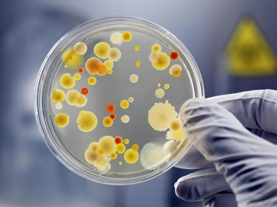 生長激素防腐劑與抑菌劑：本質區别與用藥安全保障