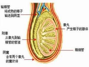 急慢性精囊炎的危害有哪些