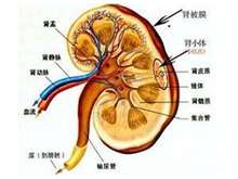 男性陰囊潮濕有哪些體征