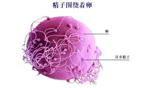 青少年精囊炎是什麽