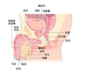 一般男性早洩有什麽症狀表現嗎