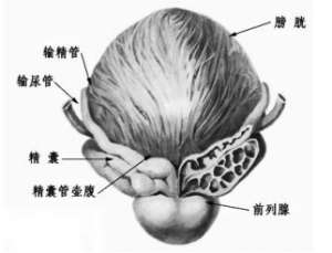 生活中治療前列腺炎的方法有哪些