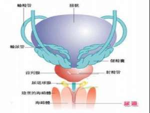 男性有精囊炎怎麽辦