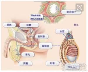 男性生育能力也能用指标判斷
