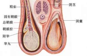 陽痿 早洩良方