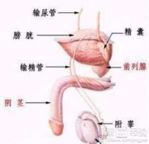 患外生殖器異常不育如何診斷