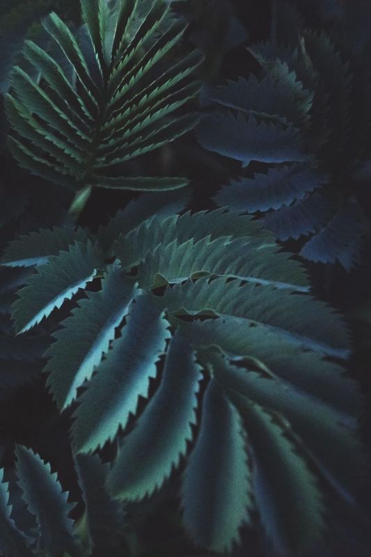 傳言紅黴素可以治療灰指甲專家紅黴素塗抹視覺效果！