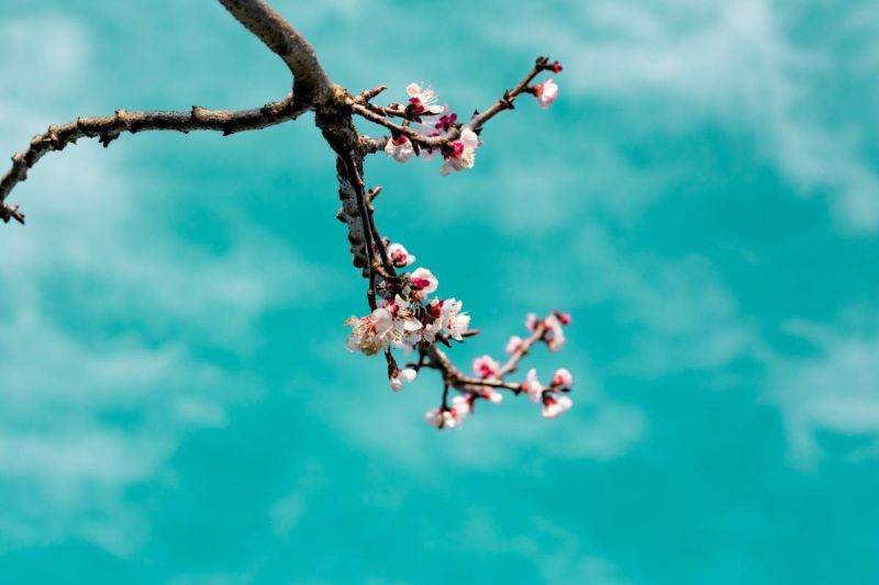 還在爲城市“”頑症頭痛？這種“生物神兵”讓其“無處立足”