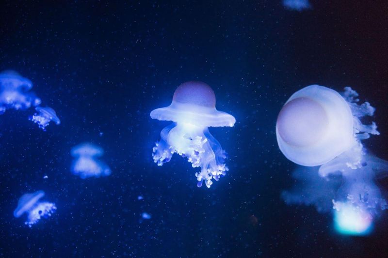 越遠癢越遠搔越遠癢 荨麻疹の藥物擊破攻略